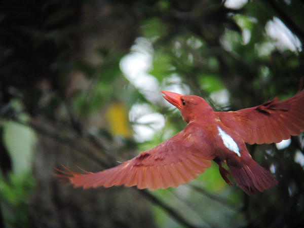 野鳥写真研究室 作例 Nikon Coolpix P330 リュウキュウアカショウビン