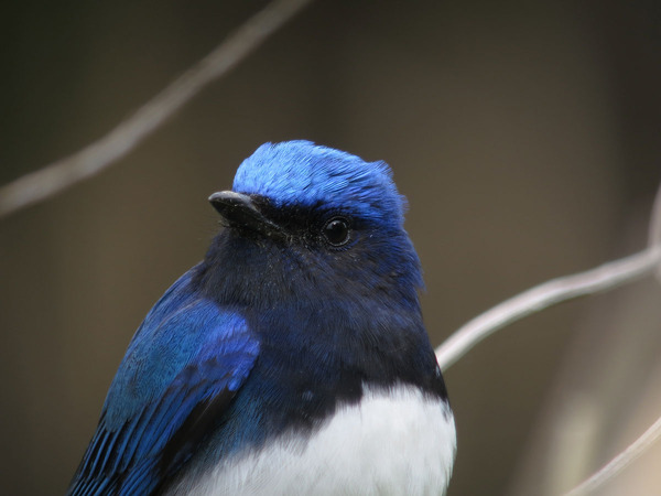 野鳥写真研究室 オオルリ Powershot S100の実力