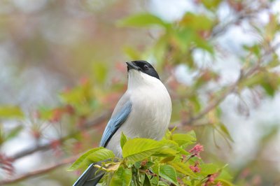 野鳥写真研究室: 【作例】 ニコン１J3 18.5mm/KOWA TE-11WZ